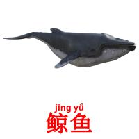 鲸鱼 card for translate