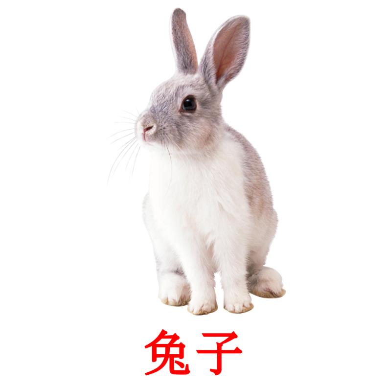 兔子 picture flashcards