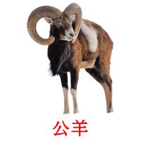公羊 card for translate