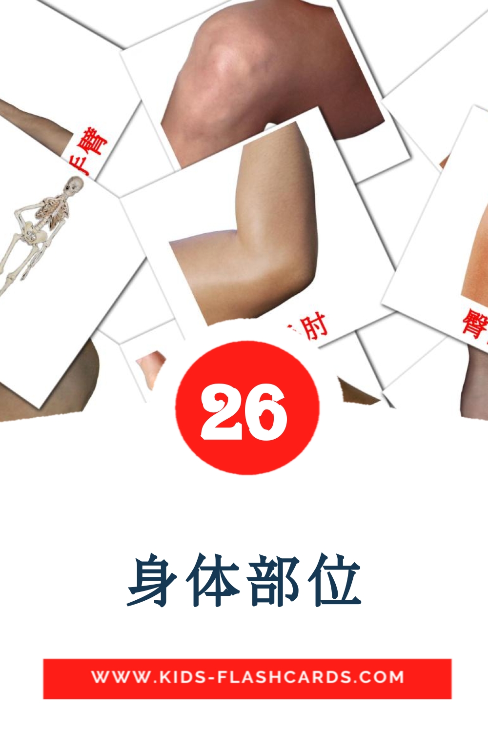 身体部位 на китайский(Упрощенный) для Детского Сада (26 карточек)