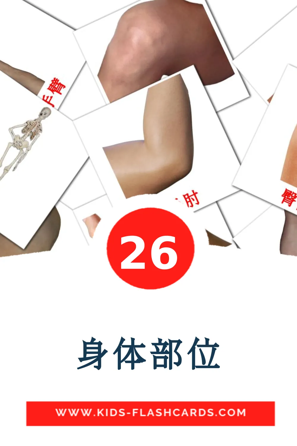 26 身体部位 fotokaarten voor kleuters in het chinees(vereenvoudigd)