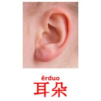 耳朵 карточки энциклопедических знаний