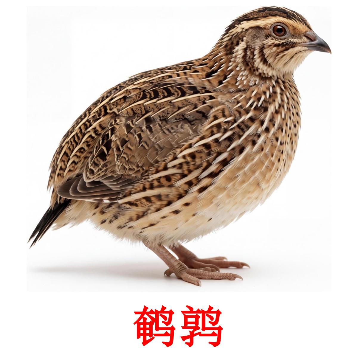 11 FREE Farm birds Flashcards | PDF | Chinese(Simplified) Words