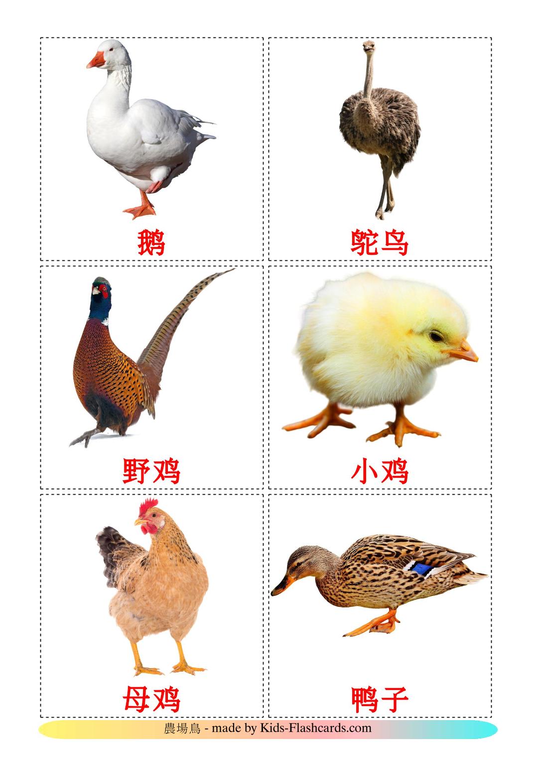 Farm birds - 11 Free Printable chinese(Simplified) Flashcards 