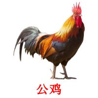 公鸡 card for translate