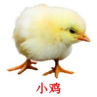 小鸡 card for translate