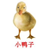 小鸭子 card for translate