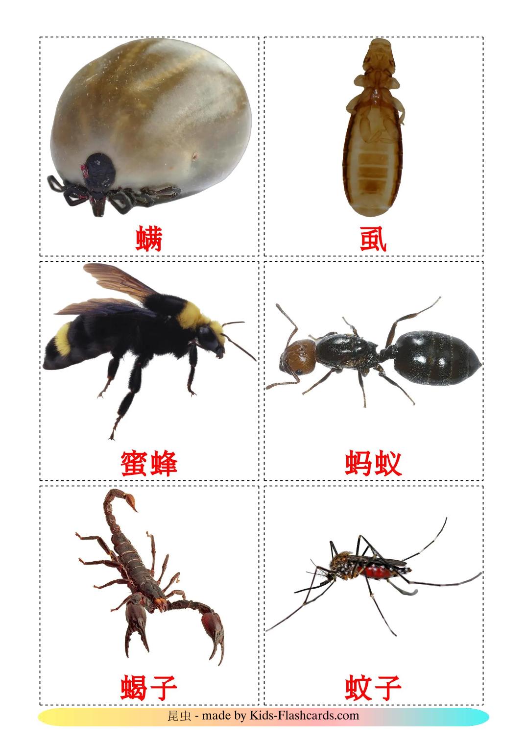 Insecten - 24 gratis printbare chinees(vereenvoudigd)e kaarten