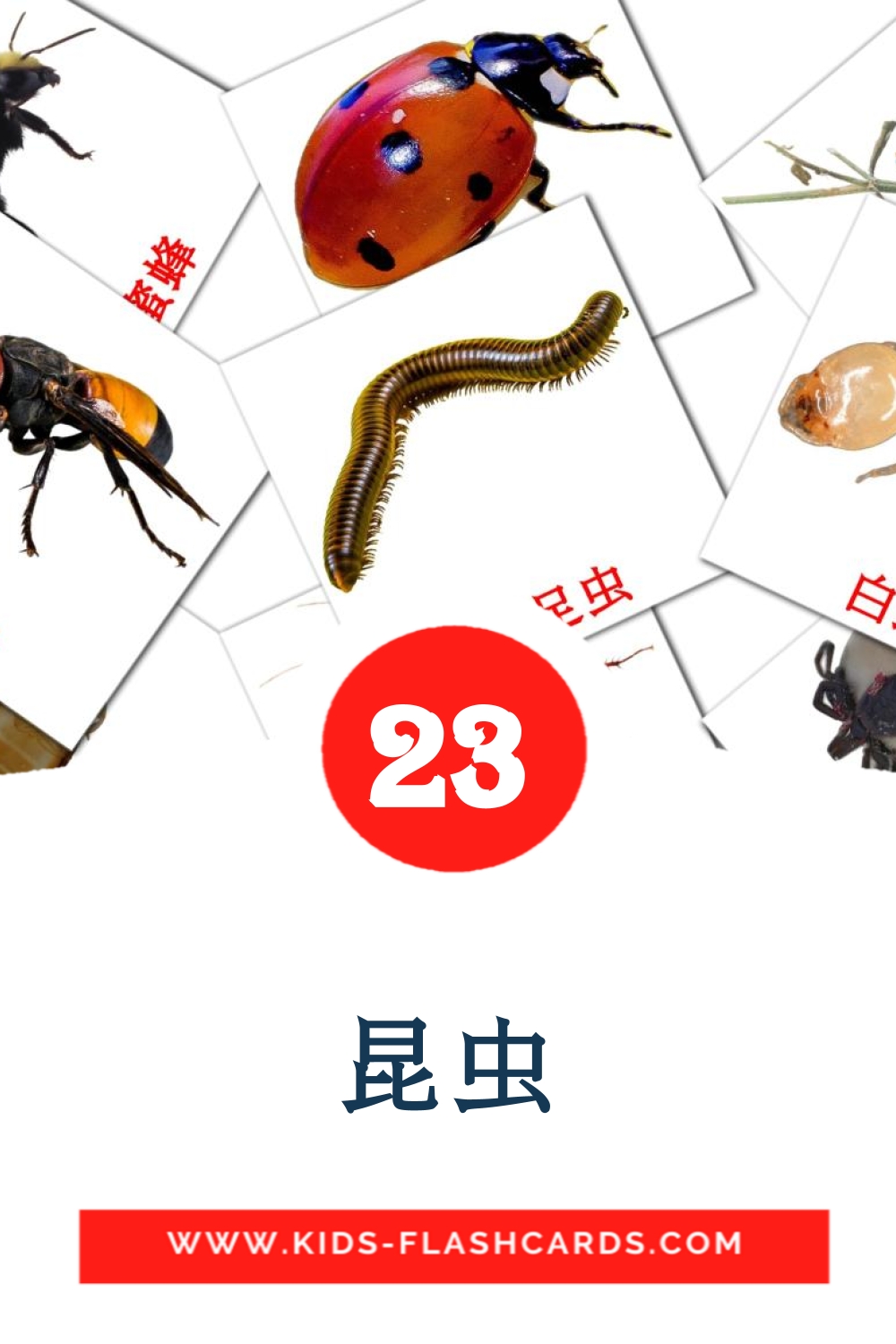 昆虫 на китайский(Упрощенный) для Детского Сада (23 карточки)