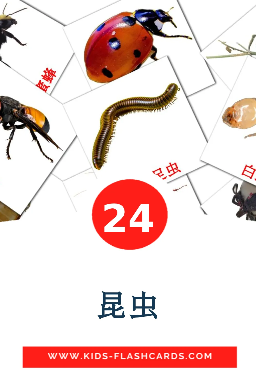 24 昆虫 fotokaarten voor kleuters in het chinees(vereenvoudigd)