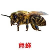 熊蜂 card for translate