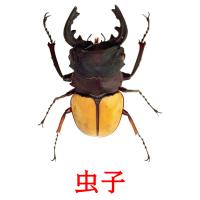 虫子 card for translate