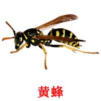 黄蜂 card for translate