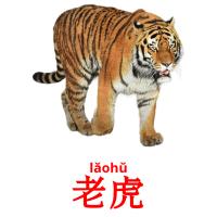 老虎 card for translate