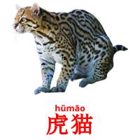 虎猫 card for translate