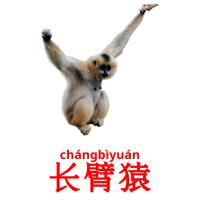 长臂猿 card for translate