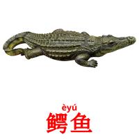 鳄鱼 card for translate