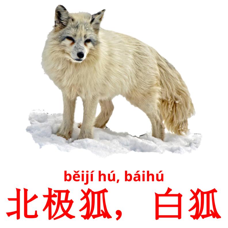 北极狐，白狐 picture flashcards