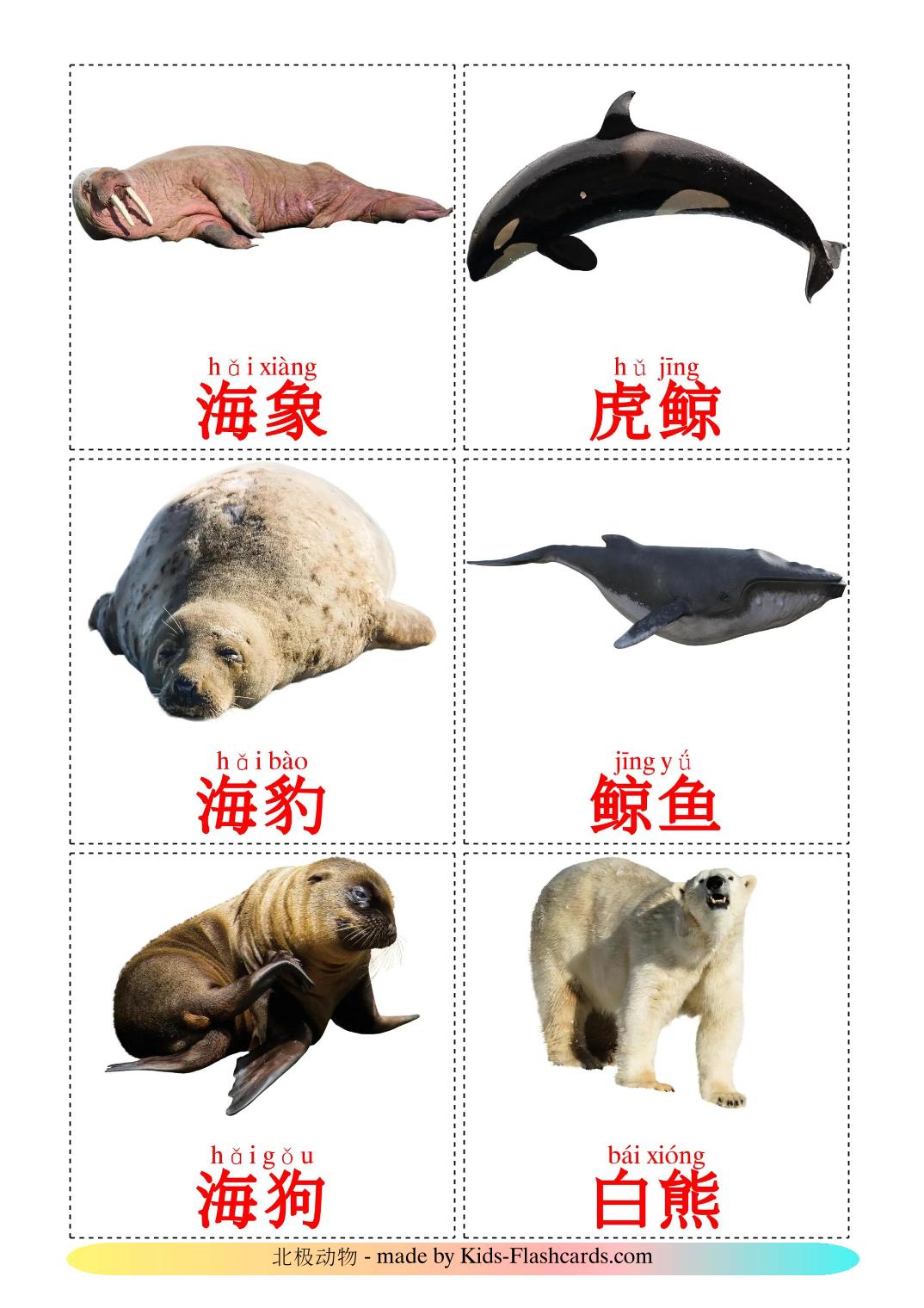 Arctische dieren - 15 gratis printbare chinees(vereenvoudigd)e kaarten