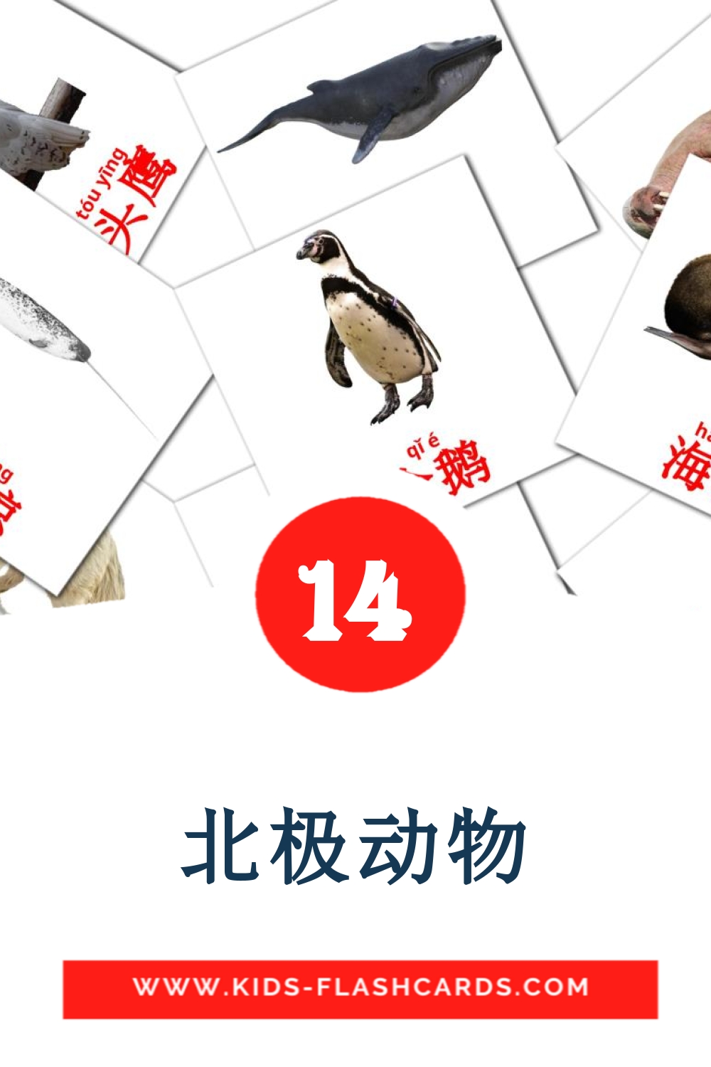 14 cartes illustrées de 北极动物 pour la maternelle en chinois(simplifié)