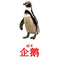 企鹅 card for translate
