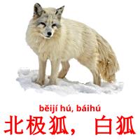 北极狐，白狐 card for translate
