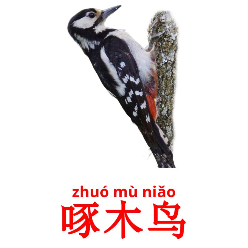 啄木鸟 карточки энциклопедических знаний