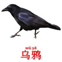 乌鸦 card for translate