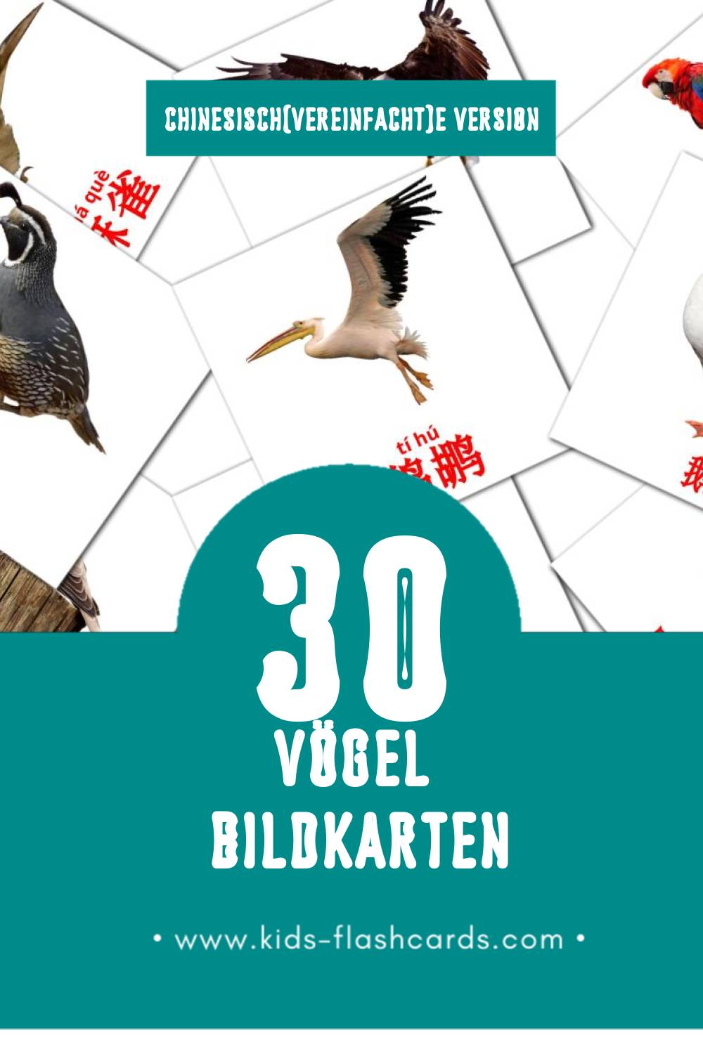 Visual 鸟类 Flashcards für Kleinkinder (30 Karten in Chinesisch(Vereinfacht))