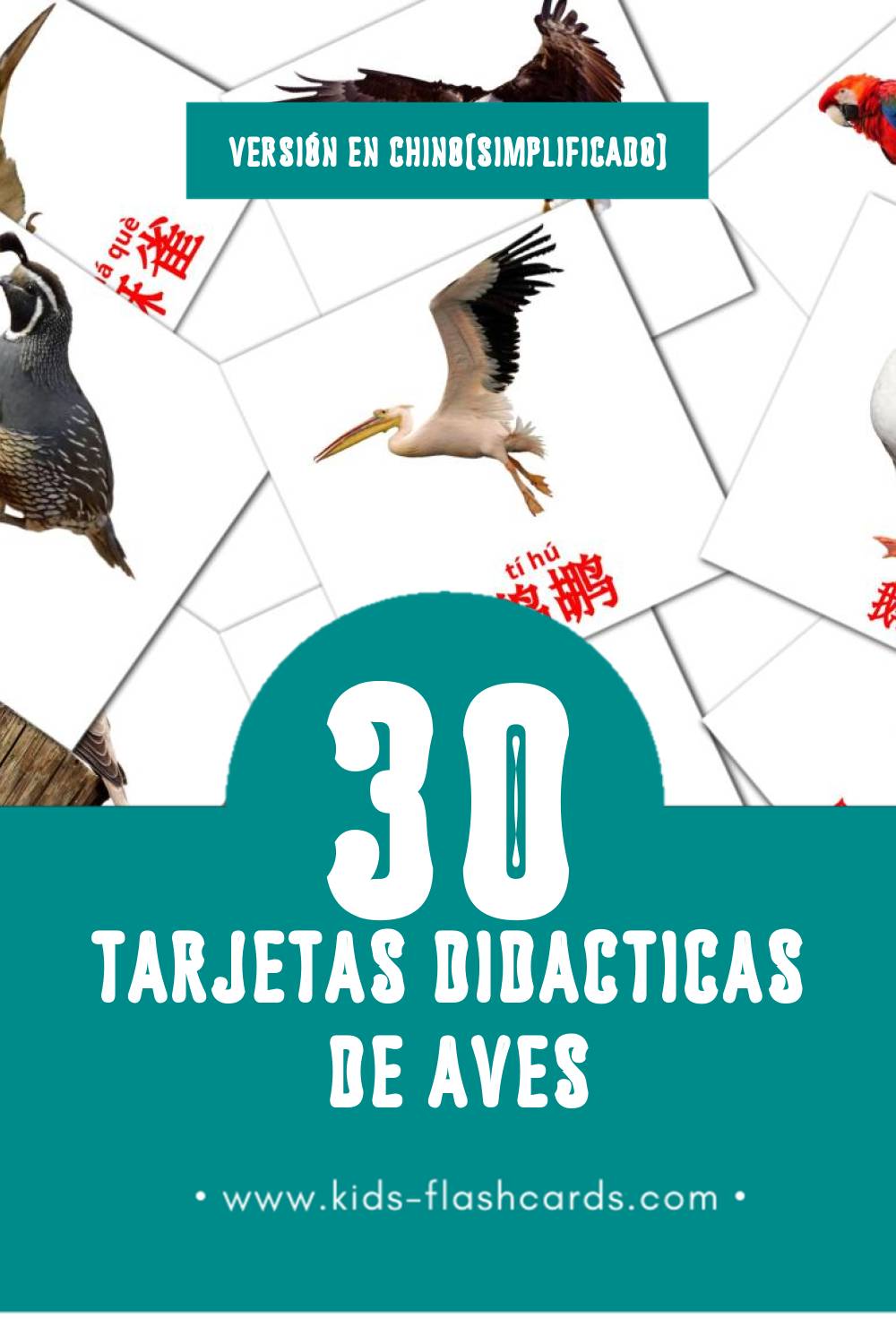 Tarjetas visuales de 鸟类 para niños pequeños (30 tarjetas en Chino(simplificado))