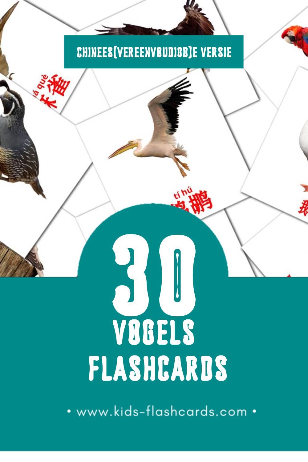 Visuele 鸟类 Flashcards voor Kleuters (30 kaarten in het Chinees(vereenvoudigd))