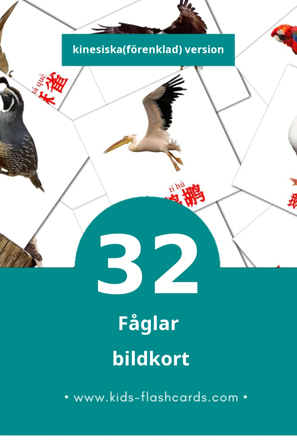 Visuella 鸟类 för småbarn (32 bildkort för barn på Kinesiska(förenklad))