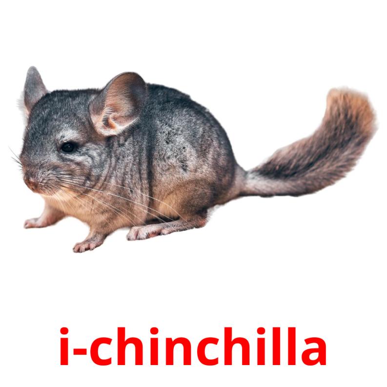 i-chinchilla picture flashcards