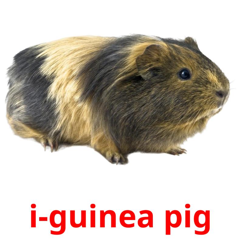 i-guinea pig picture flashcards