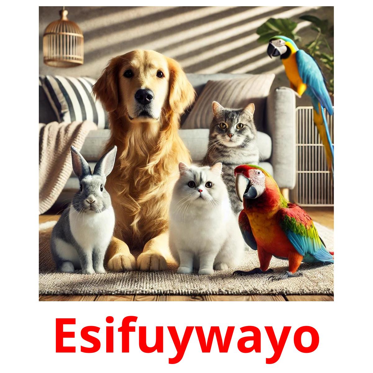 Esifuywayo Tarjetas didacticas