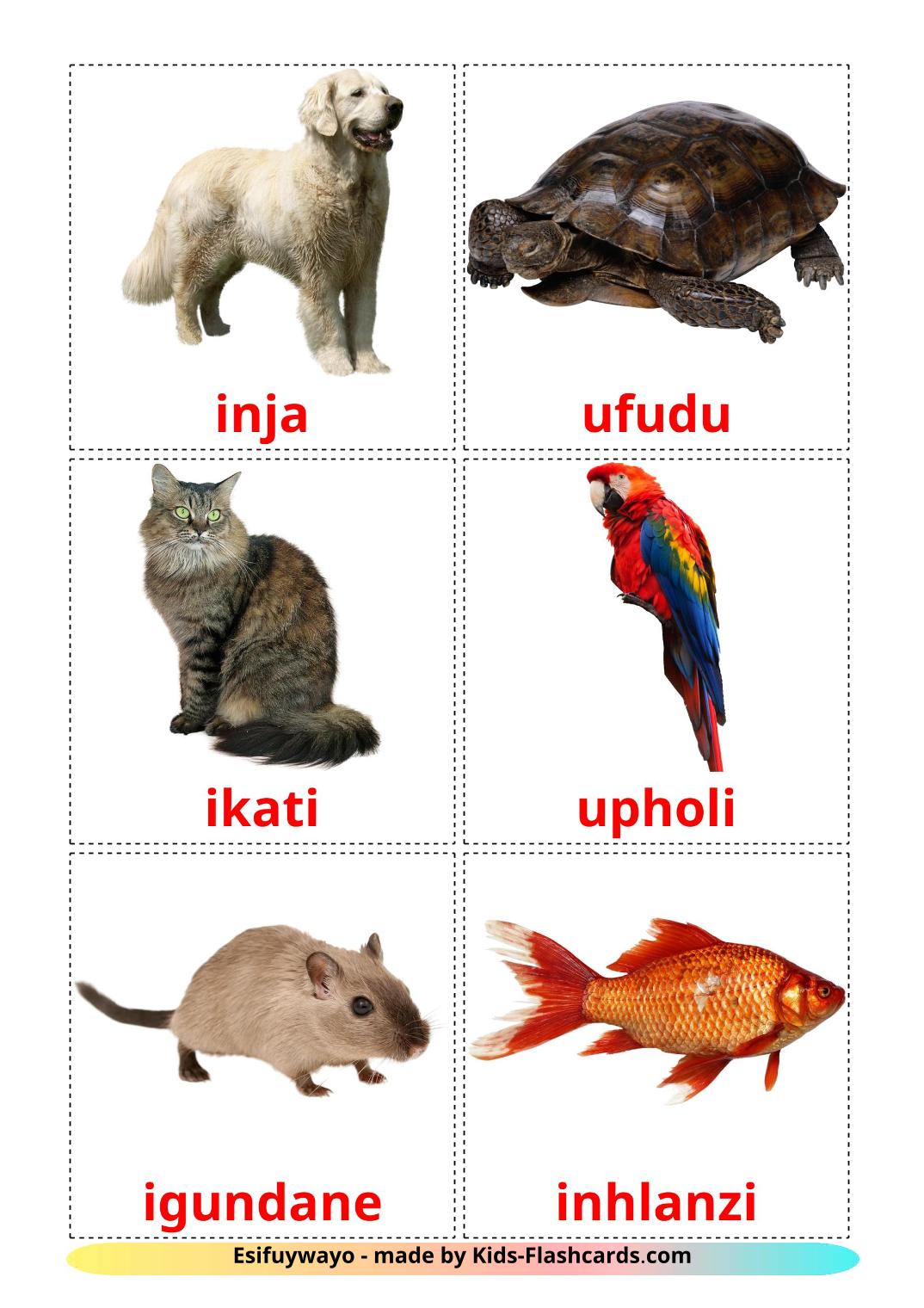 Domestic animals - 10 Free Printable zulu Flashcards 