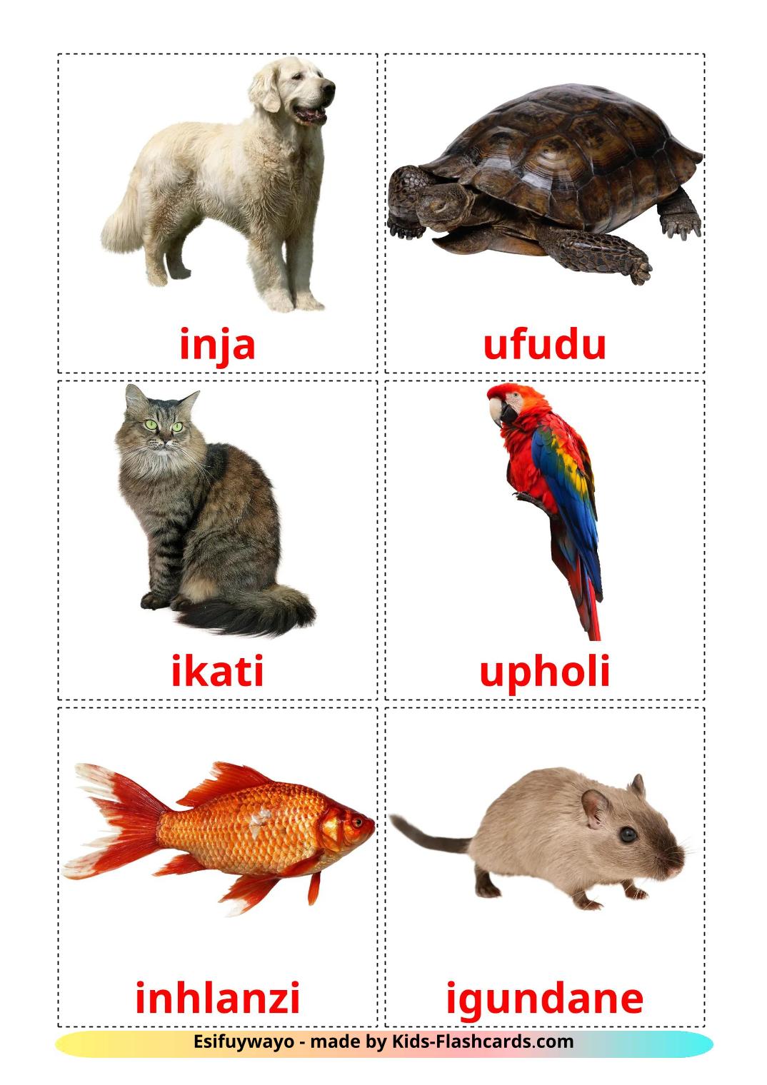 Domestic animals - 11 Free Printable zulu Flashcards 