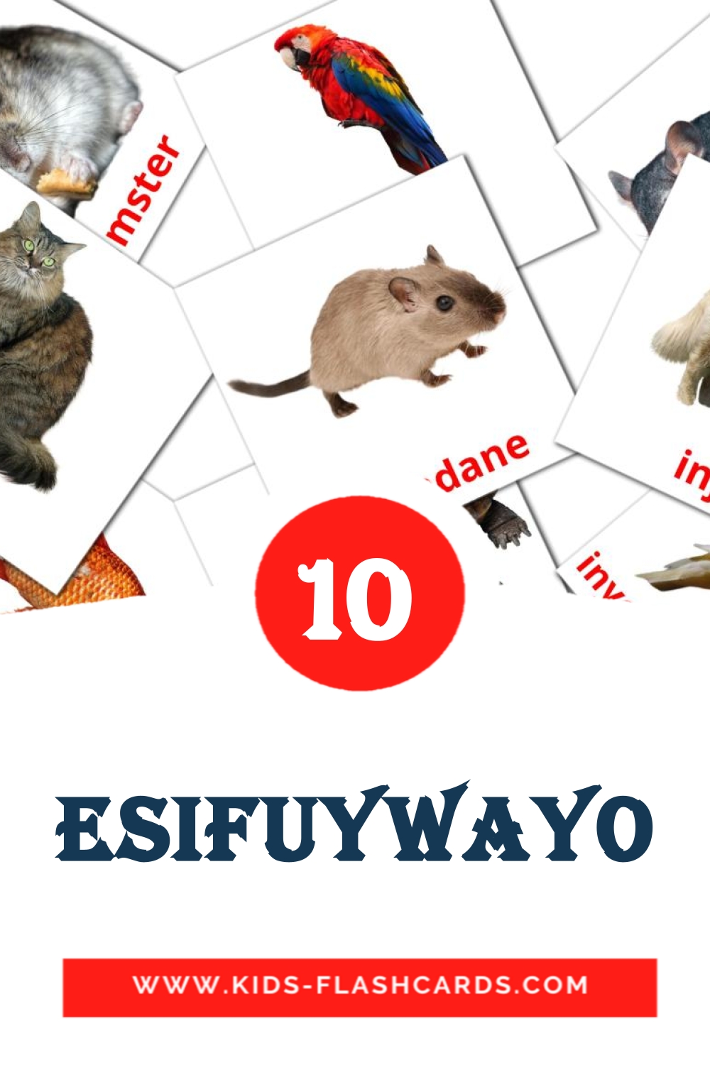 10 Cartões com Imagens de Esifuywayo para Jardim de Infância em zulu