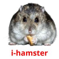 i-hamster ansichtkaarten