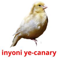 inyoni ye-canary ansichtkaarten