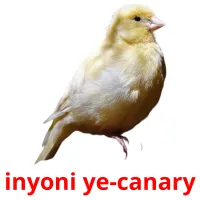 inyoni ye-canary picture flashcards