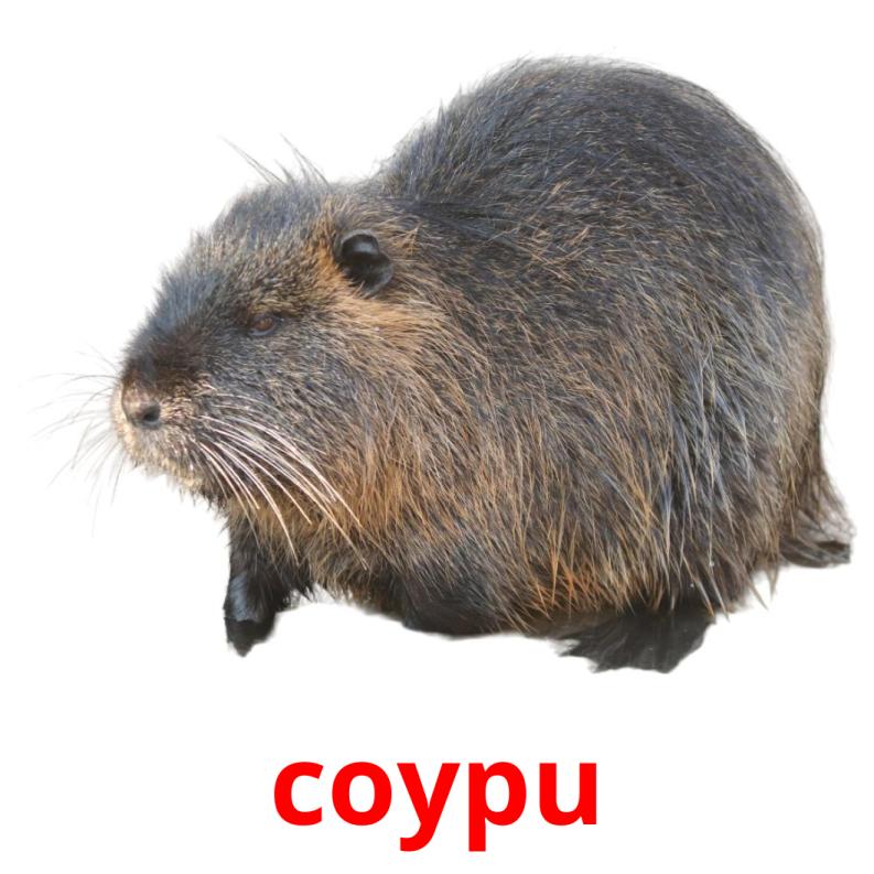 coypu picture flashcards