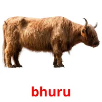 bhuru picture flashcards