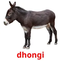 dhongi picture flashcards