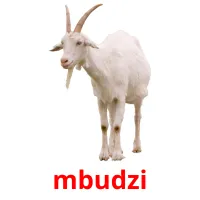 mbudzi picture flashcards