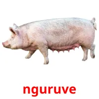 nguruve picture flashcards