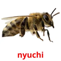 nyuchi picture flashcards