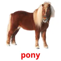 pony picture flashcards