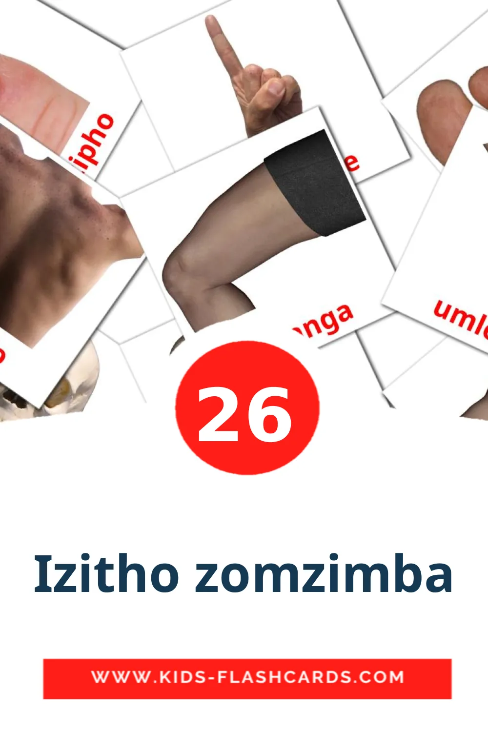 26 Izitho zomzimba Picture Cards for Kindergarden in zulu