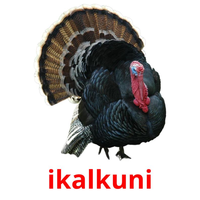 ikalkuni picture flashcards